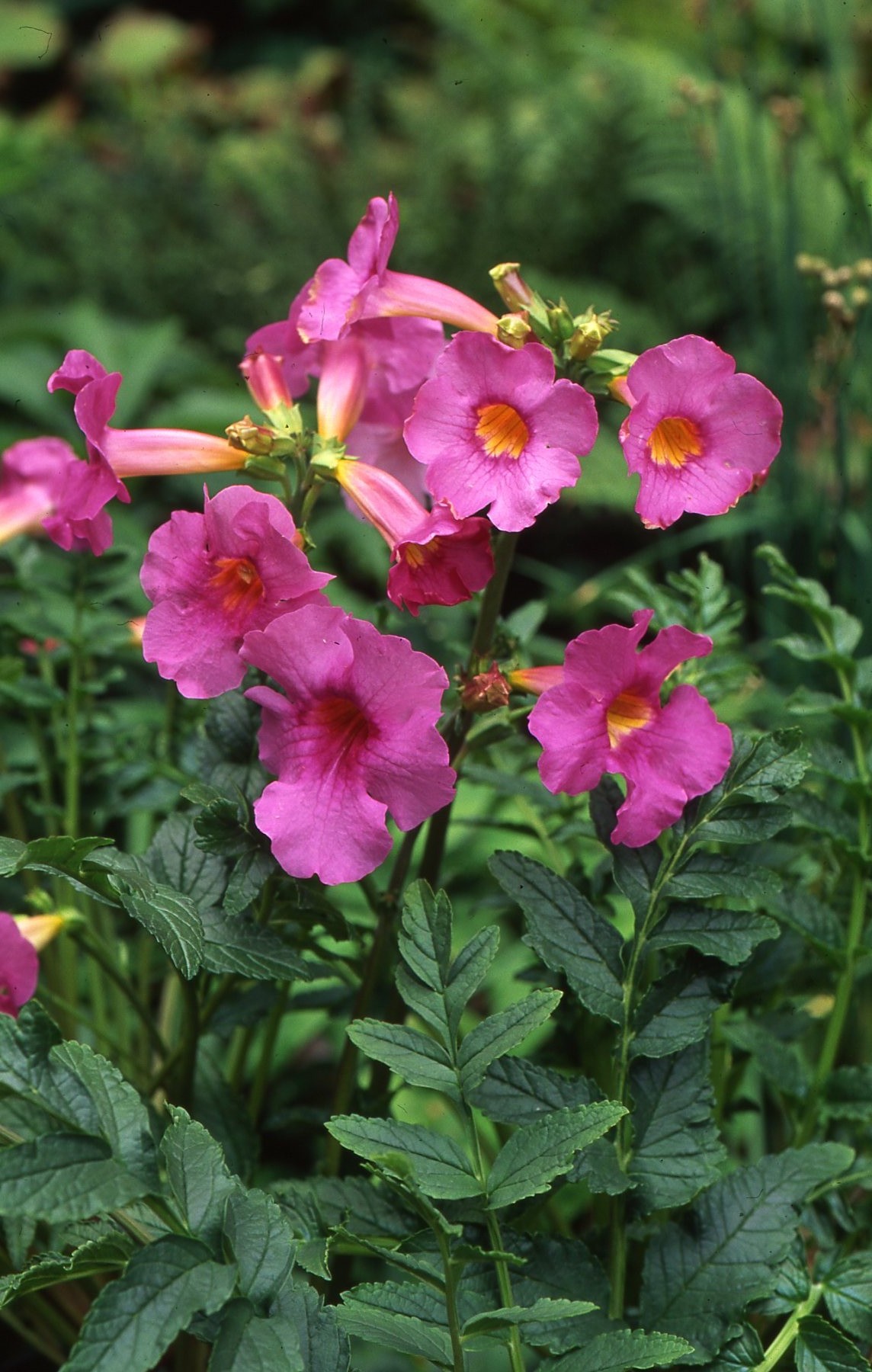 Incarvillea delavayi